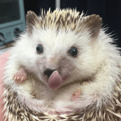 上田 瀟逸(ハリネズミ)