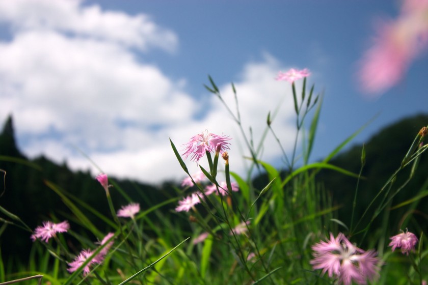 アトリエなでしこ