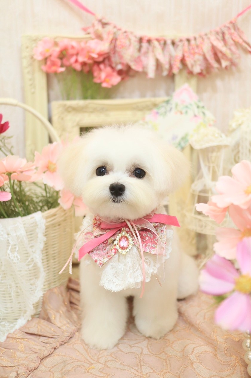 管理者のアバター