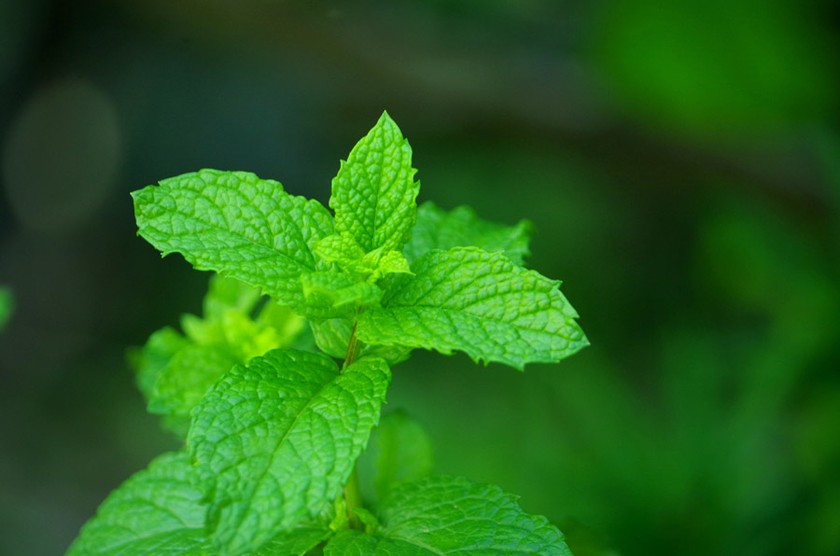 裏薄荷(うらはっか)のアバター