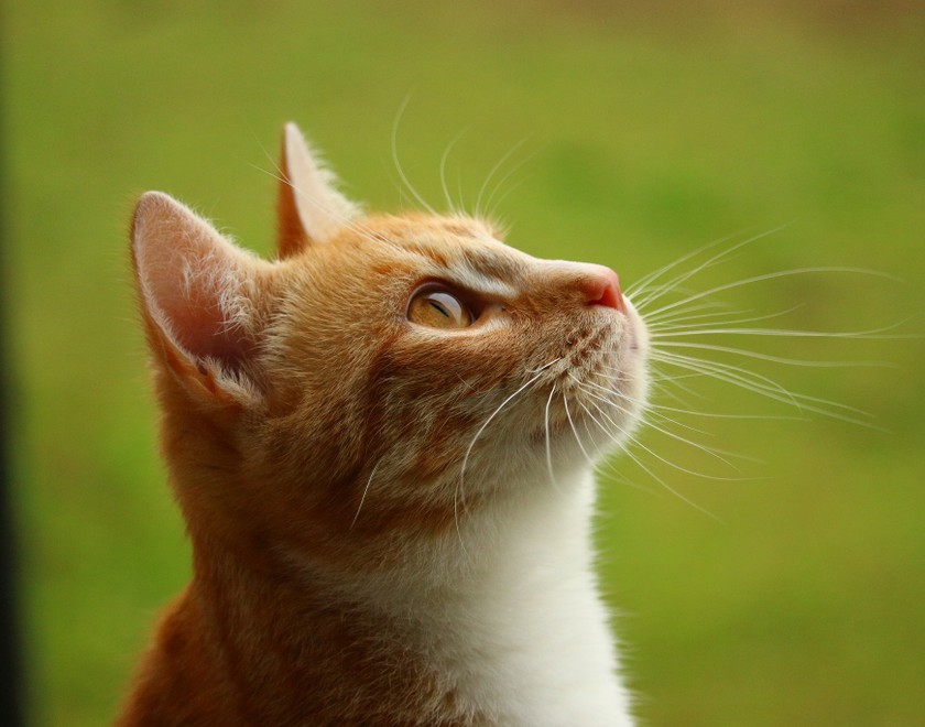 管理者のアバター